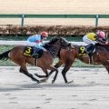 近3年連続で勝ち馬がのちに重賞制覇 ヒヤシンスSにはスターホースが潜んでいるかも