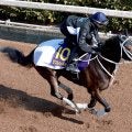 “世界のＲＹＵＳＥＩ”騎乗で史上初の牝馬Ｖへ万全の態勢　ダブルハートボンドに坂井瑠星騎手「完璧な追い切り」　