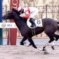 【注目馬動向・３歳】無傷２連勝のダノンバーボンは伏竜Ｓへ　ショウナンガルフはスプリングＳ目標
