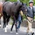 【注目馬動向】昨年のシンザン記念Ｖ　リラエンブレムは大阪城Ｓで復帰へ　武幸調教師「レースまでに上げていければ」