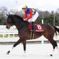 【注目馬動向・古馬】６歳牝馬ライオットガールは兵庫女王盃へ　２年ぶりの制覇めざす