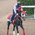 【注目馬動向】京都２歳Ｓ４着の矢作厩舎所属ネッタイヤライがＵＡＥダービーの招待を受諾　デビュー５戦目でダート初挑戦