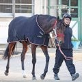 【ＰＯＧ】今週は新馬ラスト　砂上で勢い止まらぬ矢作厩舎からコルヴァス出陣　陣営「今が一番しんどい時期ですが…」