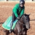 【阪急杯】ヤンキーバローズが馬具効果で復活Ｖ狙う　陣営「ためる競馬ができるんじゃないか」