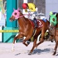 【姫路競馬・兵庫ユースＣ】地元馬ベラジオソニックが高知のトサノシュジンコウとの叩き合い制し重賞初制覇