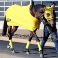 【フェブラリーＳ】「他の有力馬を見ながら行ける」高木調教師は１４番枠に納得　ウィルソンテソーロ決戦前日に現地入り予定