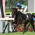 【チューリップ賞想定馬・騎手】アランカール、コニーアイランドなど15頭