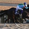 【フェブラリーS】牝馬ダブルハートボンド5枠9番へ