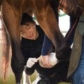 【装蹄師・西内荘コラム】ダブルハートボンド、牝馬初の戴冠なるか…ダートG1フェブラリーS開幕