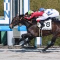 【阪神４Ｒ・３歳新馬】近親に重賞馬を持つエイコーンドリームが頭差制す　池添謙一騎手「もっと良くなっていく」