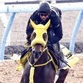 【フェブラリーＳ】ウィルソンテソーロはレース前日に東京競馬場へ移動　高木調教師「１泊した方が…」