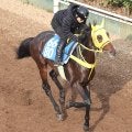 土曜東京競馬場の注目激走馬…東京１１Ｒダイヤモンドステークス・Ｇ３