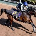 【フェブラリーＳ・特選有力馬チェック】佐々木調教師がラストＧ１に送り込むラムジェットは買うべき？
