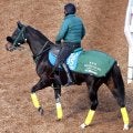 【中山記念・山下の特注馬】セイウンハーデスは本来の競馬なら巻き返せる　１８００メートルの距離もベスト