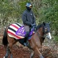 【中山記念】２４年の牝馬２冠チェルヴィニアが今年初戦　陣営慎重も僚馬コスタノヴァは急ピッチ調整でＧ１連覇