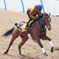 ステイヤーズＳで牝馬３９年ぶりＶのホーエリート　直行で天皇賞・春の予定　ダイヤモンドＳ５着からの巻き返し狙う
