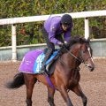 【注目馬動向】ダイヤモンドＳ１着のスティンガーグラスは天皇賞・春へ　