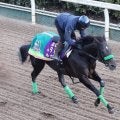 【オーシャンＳ】「勝っているところだから」陣営も自信　２４年スプリンターズＳ勝ち馬ルガルが同舞台Ｖ狙う　