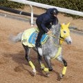 【中山記念】重賞初制覇がマイネル...高木登厩舎の礎となった勝負服のマイネルモーントが巻き返し狙う　