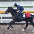 【注目馬動向】先週初Ｖの５・２億円馬サガルマータは青葉賞へ　福永調教師「良くなってたね」