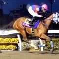 【浦和競馬】アンジュルナがユングフラウ賞を６馬身差の圧勝　桜花賞最有力候補へ