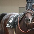 武豊騎手と新コンビのアランカール チューリップ賞初の母仔制覇狙う