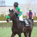 【注目馬動向】小倉大賞典で重賞初Ｖタガノデュードは大阪杯を視野　父ヤマカツエースは１７年３着、１８年４着