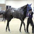 【注目馬動向】オークス２着馬リリーノーブルの子アウダーシアはスプリングＳへ