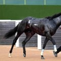 【注目馬動向】無傷２連勝のクレパスキュラー　次走スプリングＳの鞍上は引き続きルメール騎手