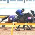 【チューリップ賞・データ埋蔵金】前走阪神ＪＦ組、２勝以上、さらに１番人気ならアランカールの頭は堅い
