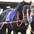 セレクト4.1億円のホウオウプロサンゲ 史上最高額のJRA障害勝ち馬となるか