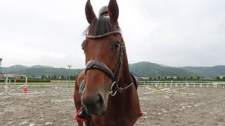 ヨシオが福島競馬場で誘導馬に 「無事之名馬」を体現したアイドル