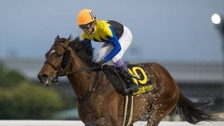 競馬 サウンドトゥルー第42回帝王賞実使用ゼッケン 森泰斗元騎手サイン入り 秋華賞】森泰斗騎手ナミュール本命「実力は世代トップクラス