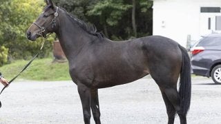 トウカイテイオー唯一の後継種牡馬 クワイトファイン産駒が中央初出走