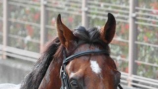 注目馬動向】アーモンドアイの初子アロンズロッドが2月の箱根特別を